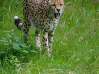 Burgers' Zoo