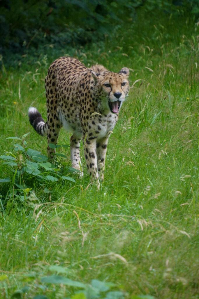 Burgers' Zoo Burgers' Zoo
