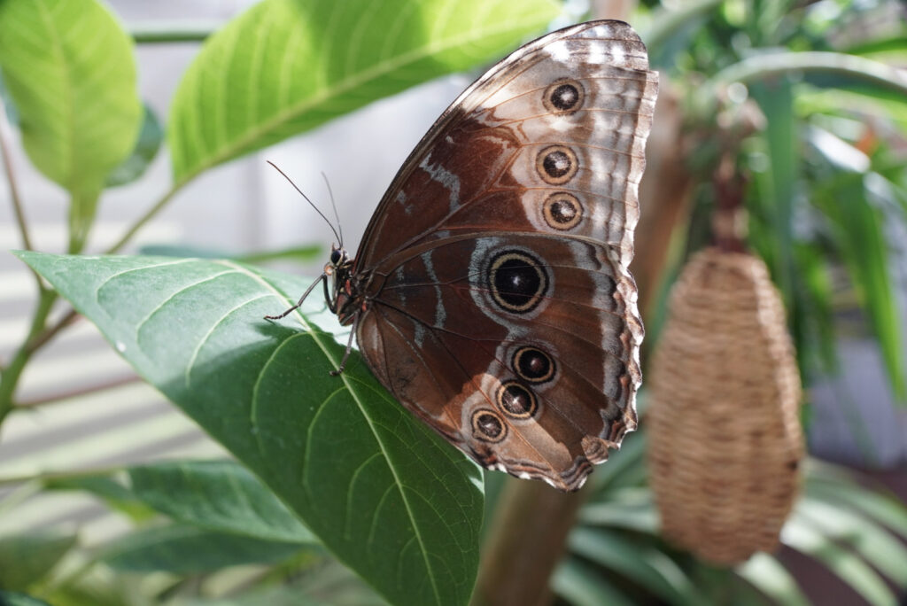 Eifalia Schmetterlingsgarten