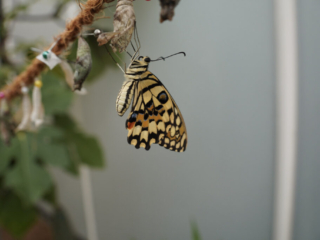 Eifalia Schmetterlingsgarten