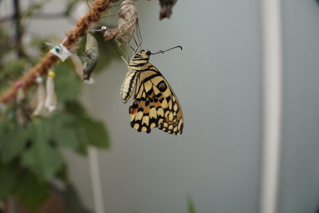 Eifalia Schmetterlingsgarten