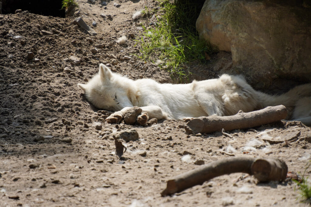 El Mundo Fantasia - Mondo Verde