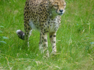 Burgers' Zoo
