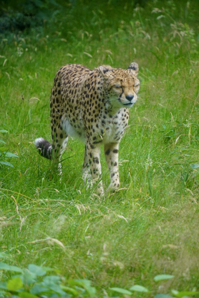 Burgers' Zoo Burgers' Zoo