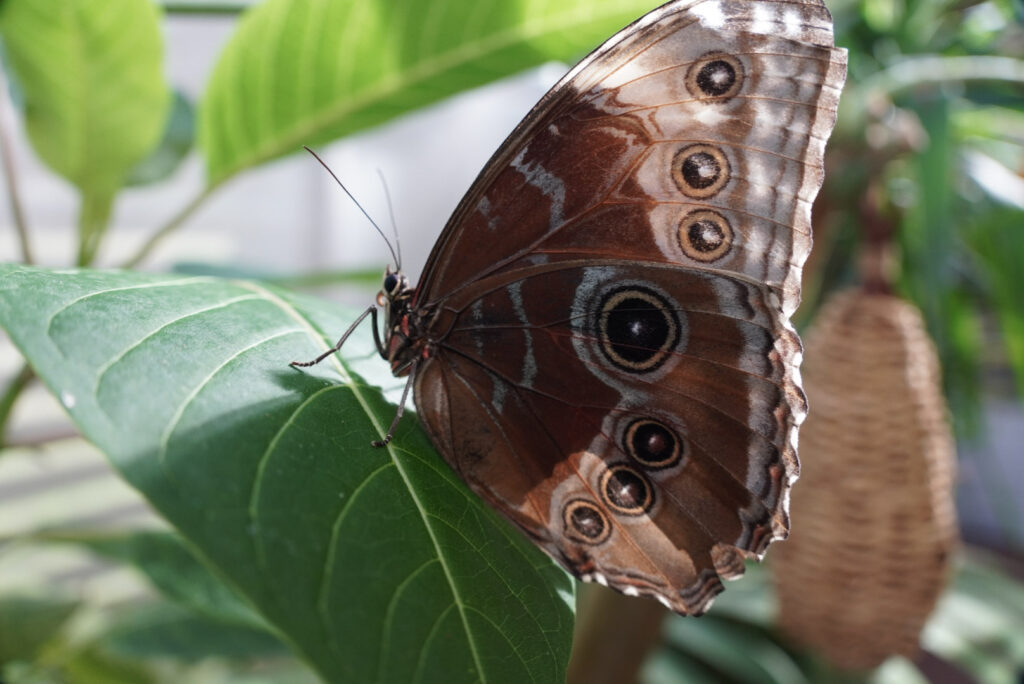 Eifalia Schmetterlingsgarten