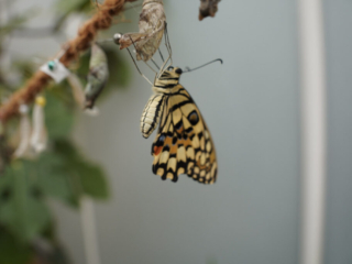 Eifalia Schmetterlingsgarten