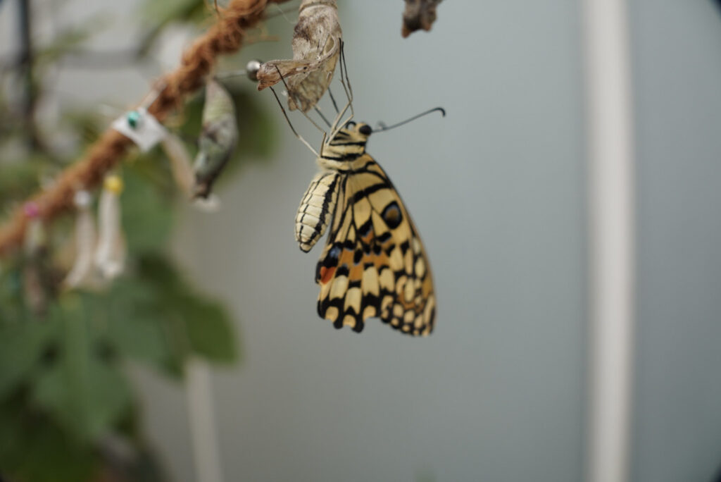 Eifalia Schmetterlingsgarten