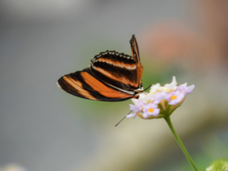 Eifalia Schmetterlingsgarten