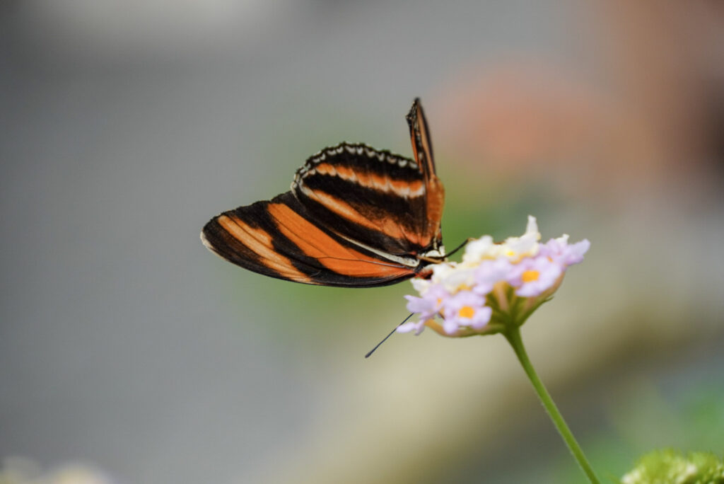 Eifalia Schmetterlingsgarten