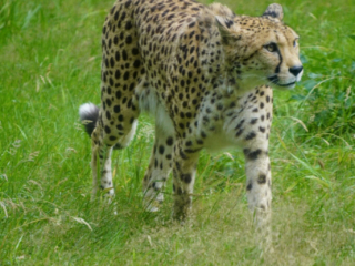 Burgers' Zoo