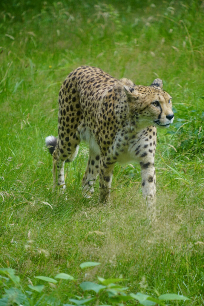 Burgers' Zoo Burgers' Zoo