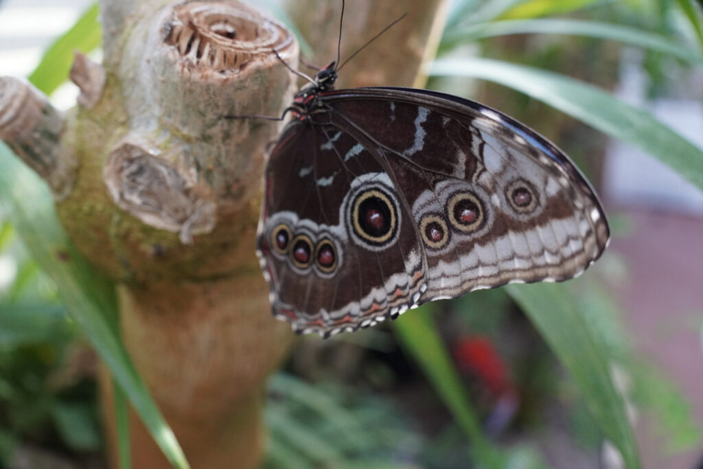 Eifalia Schmetterlingsgarten