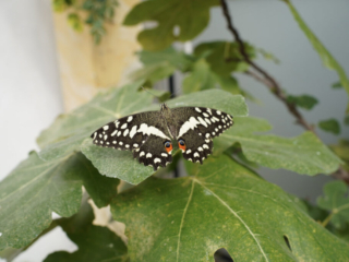 Eifalia Schmetterlingsgarten