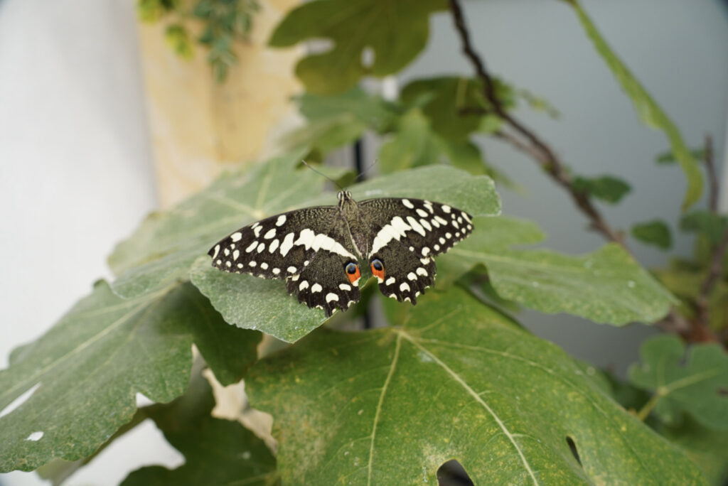 Eifalia Schmetterlingsgarten