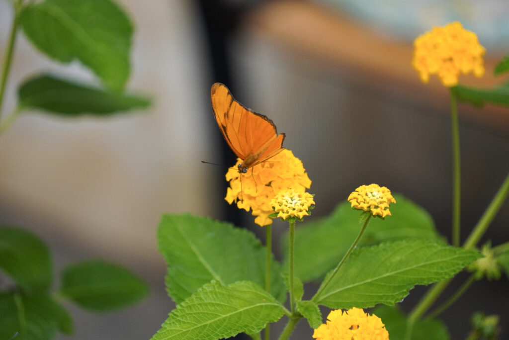 Eifalia Schmetterlingsgarten