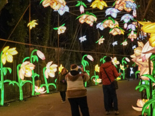 China Lights im K&ouml;lner Zoo