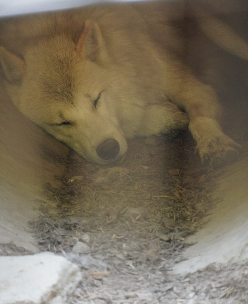 El Mundo Fantasia - Mondo Verde