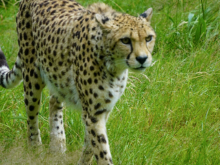 Burgers' Zoo