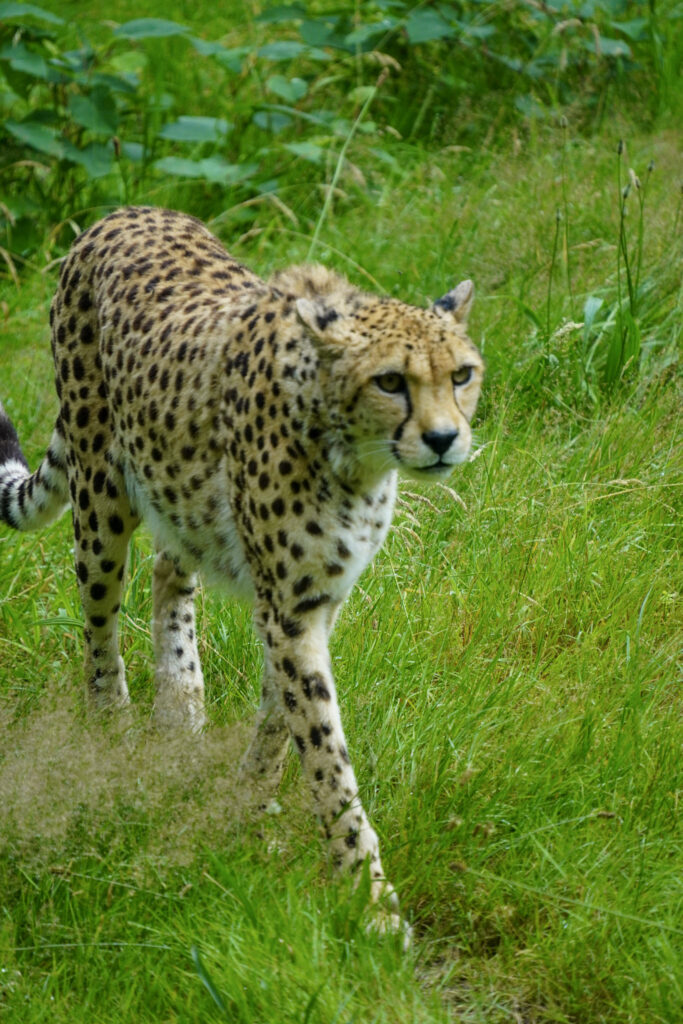 Burgers' Zoo Burgers' Zoo