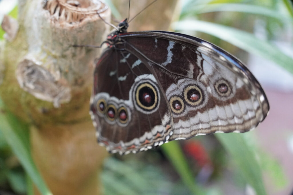 Eifalia Schmetterlingsgarten