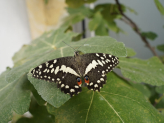Eifalia Schmetterlingsgarten