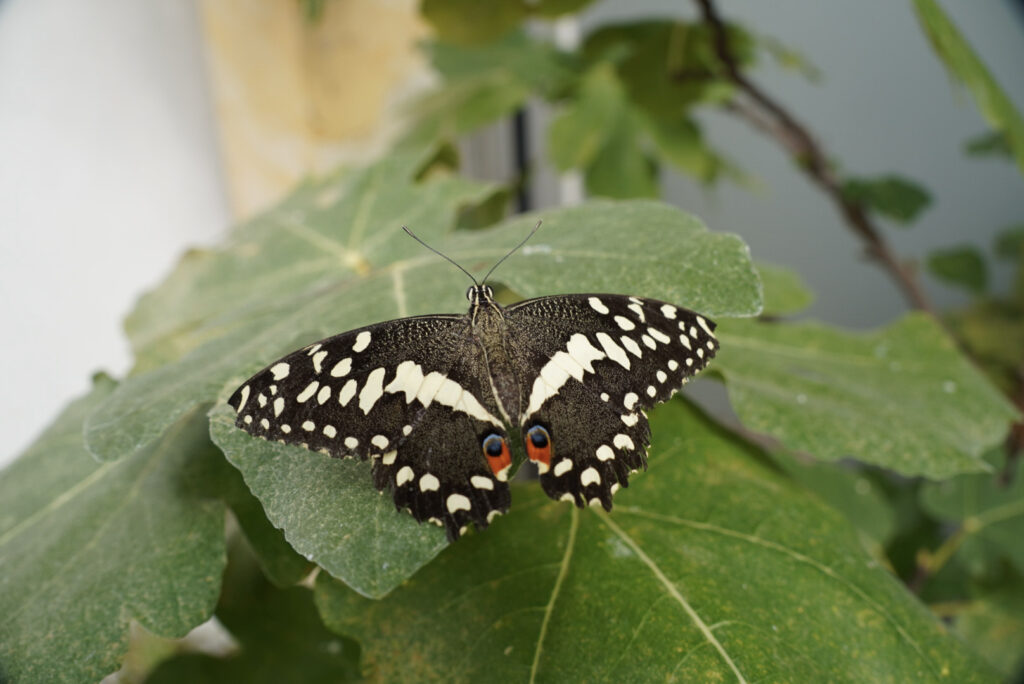Eifalia Schmetterlingsgarten