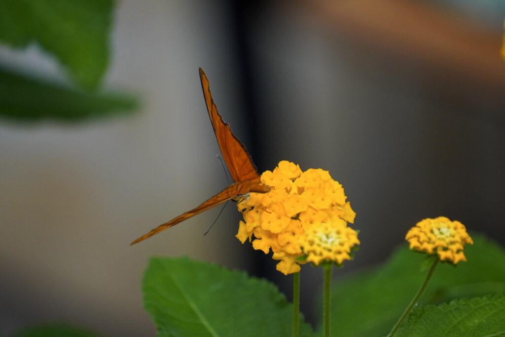 Eifalia Schmetterlingsgarten