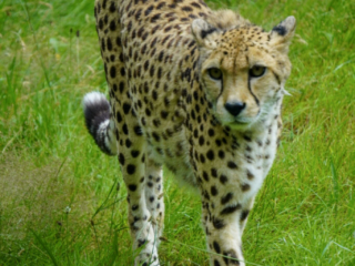 Burgers' Zoo