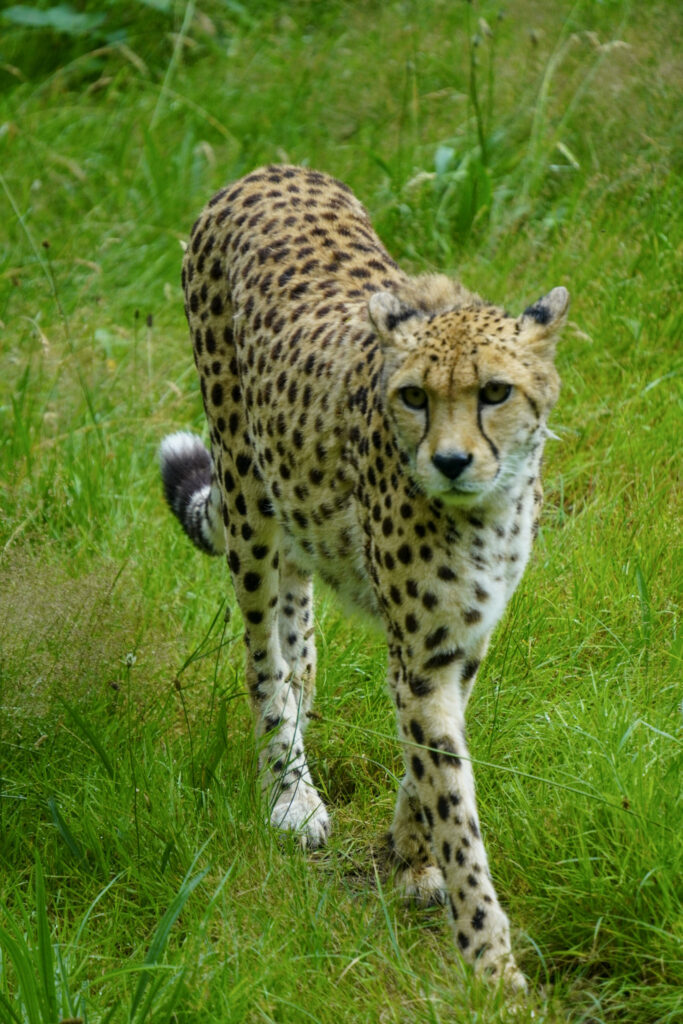 Burgers' Zoo Burgers' Zoo