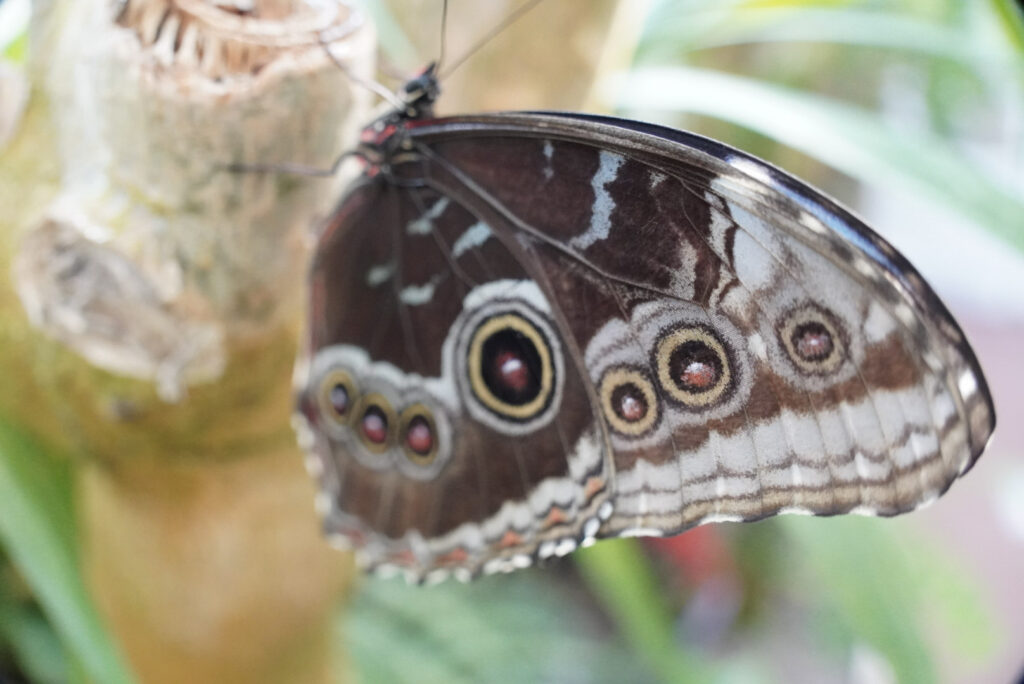 Eifalia Schmetterlingsgarten