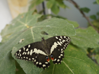 Eifalia Schmetterlingsgarten