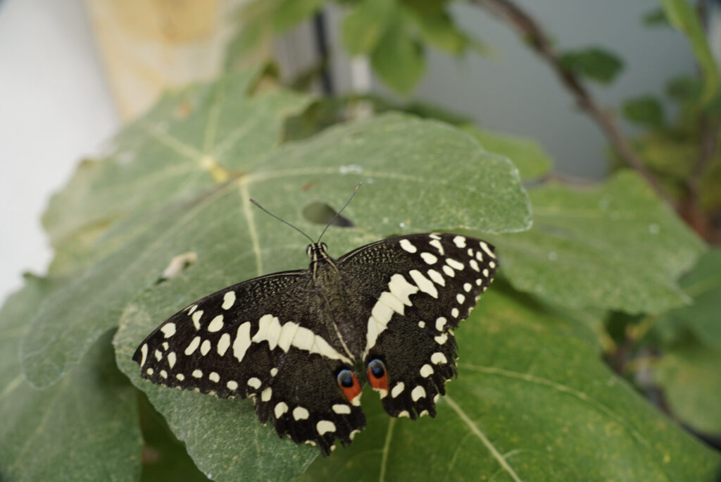 Eifalia Schmetterlingsgarten