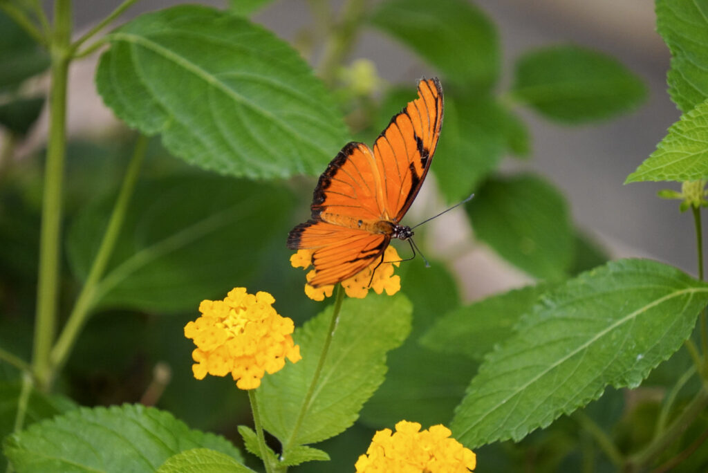 Eifalia Schmetterlingsgarten