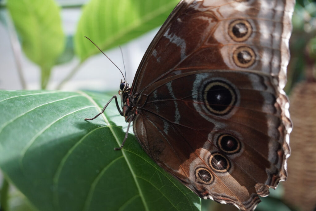 Eifalia Schmetterlingsgarten