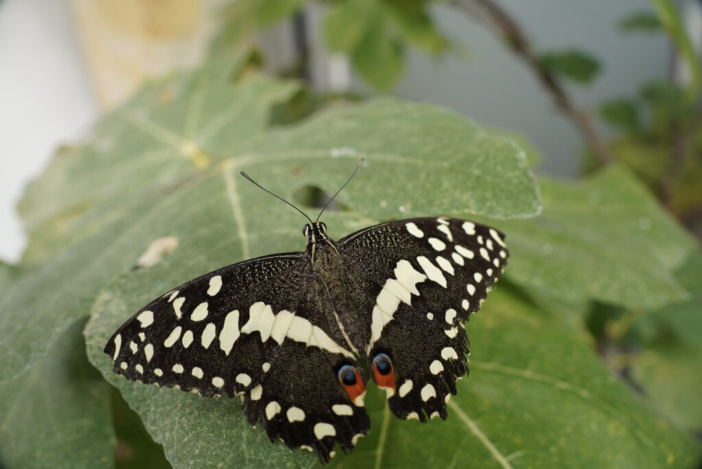 Eifalia Schmetterlingsgarten