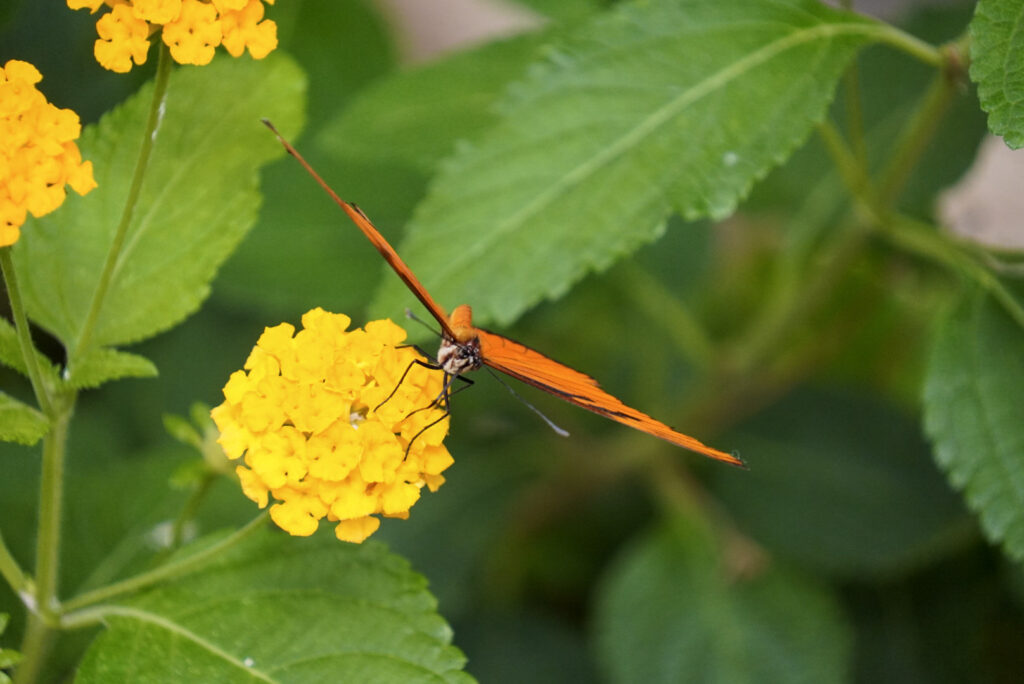 Eifalia Schmetterlingsgarten