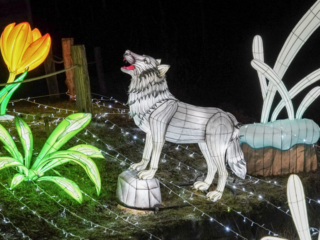 China Lights im K&ouml;lner Zoo