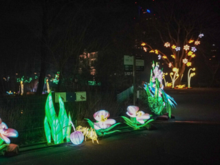 China Lights im K&ouml;lner Zoo