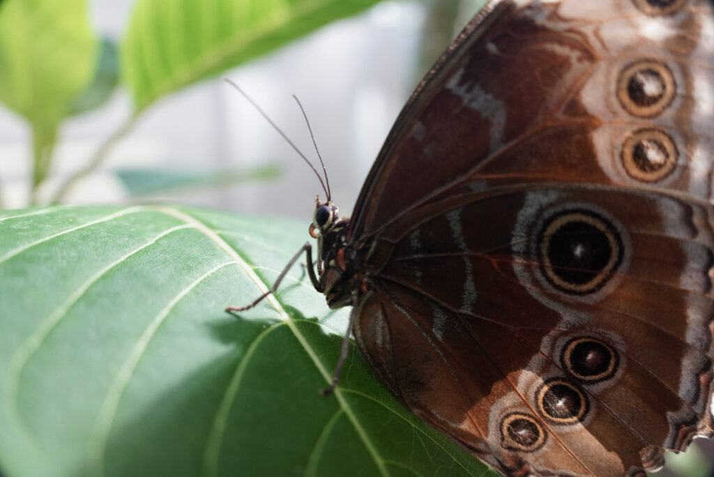 Eifalia Schmetterlingsgarten