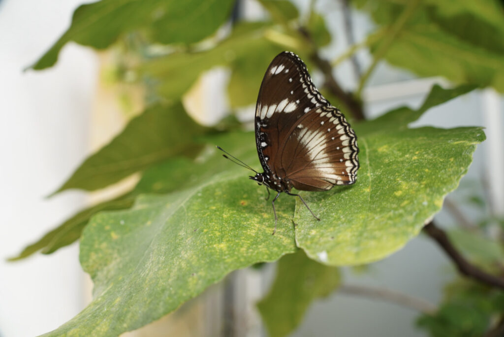 Eifalia Schmetterlingsgarten