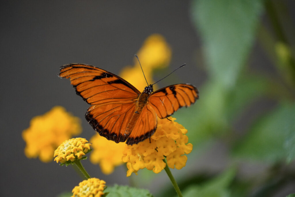 Eifalia Schmetterlingsgarten