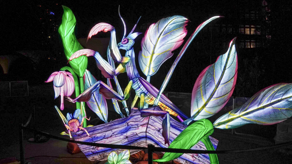 China Lights im K&ouml;lner Zoo