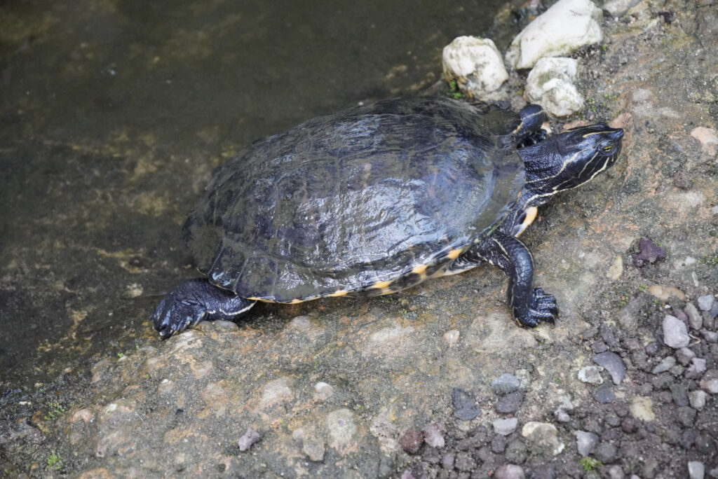Eifalia Schmetterlingsgarten