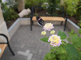 Eifalia Schmetterlingsgarten