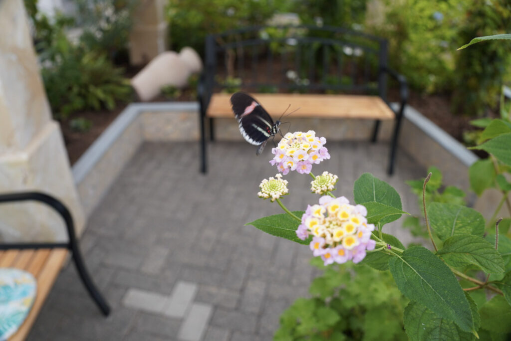 Eifalia Schmetterlingsgarten