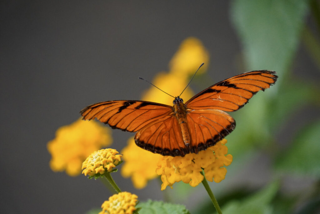 Eifalia Schmetterlingsgarten