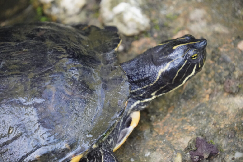 Eifalia Schmetterlingsgarten