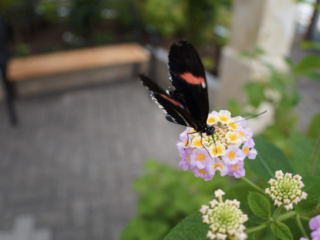 Eifalia Schmetterlingsgarten