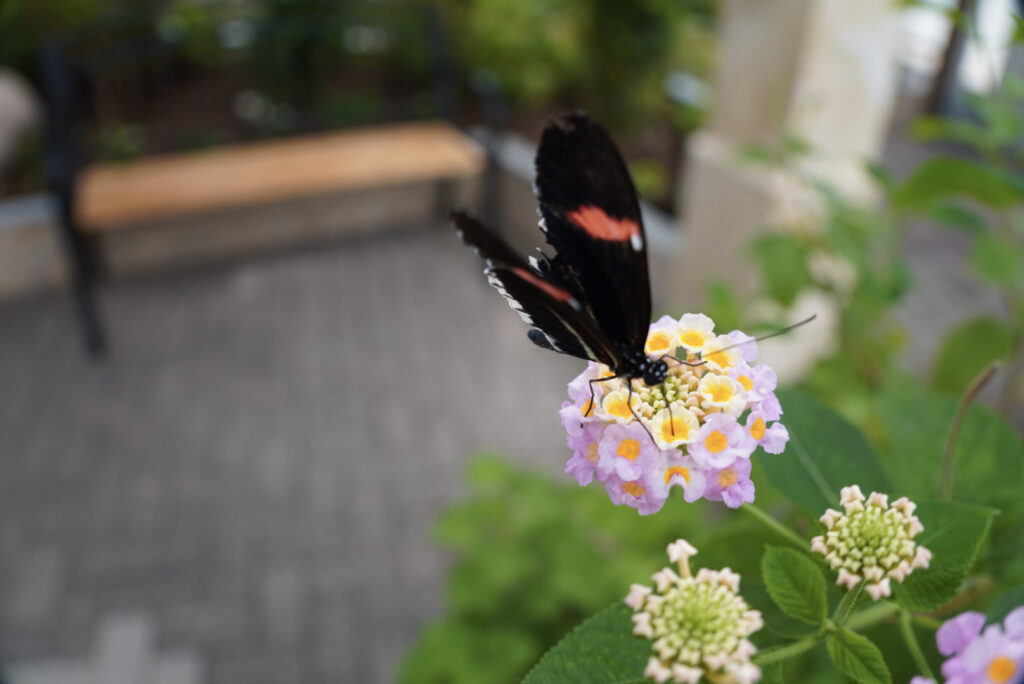 Eifalia Schmetterlingsgarten