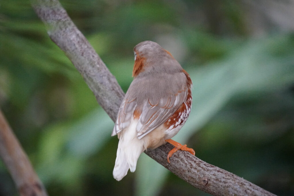 Eifalia Schmetterlingsgarten